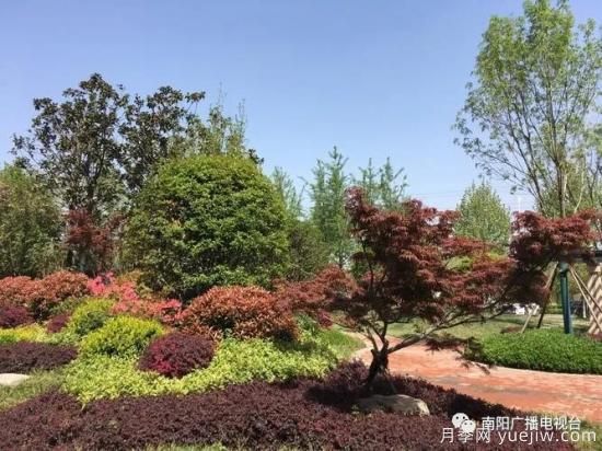 百萬月季進(jìn)城，南陽全力以赴創(chuàng)建國家生態(tài)園林城市(圖4)