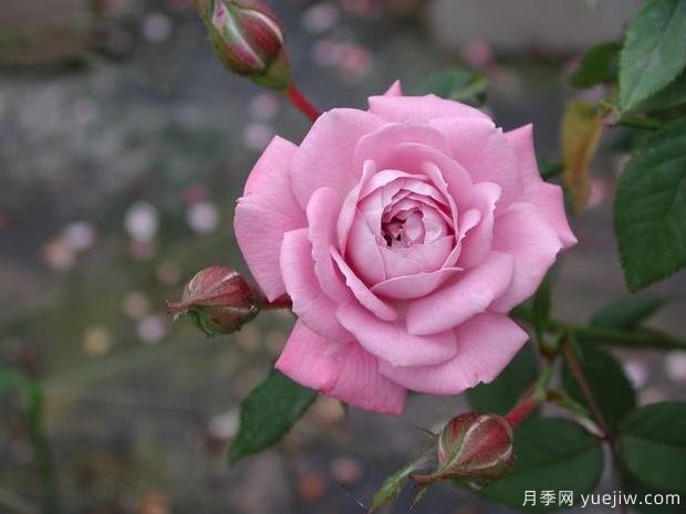 柔光月季的優(yōu)缺點(diǎn)是什么？(圖1)