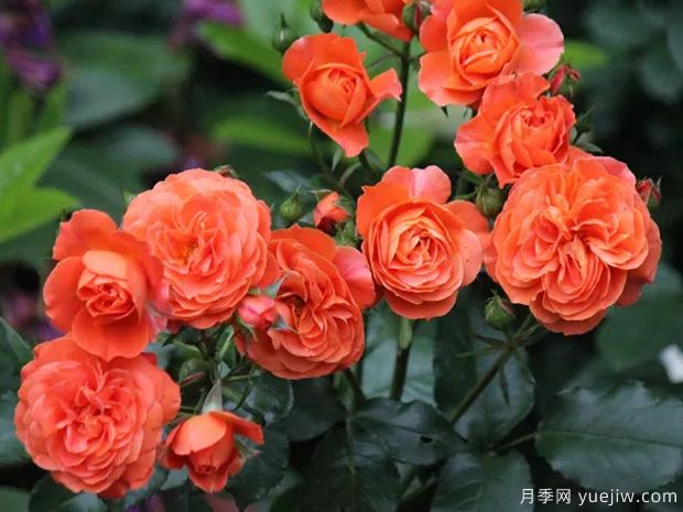 九月黃昏月季的優(yōu)缺點是什么？(圖1)