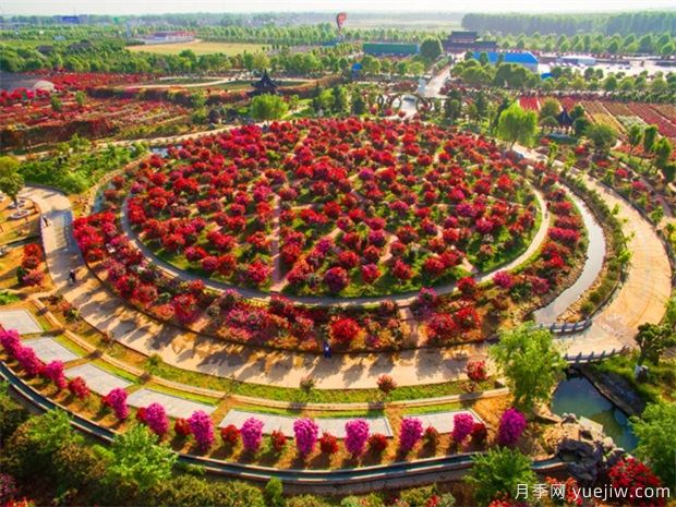 南陽月季花開全球，南陽月季基地擬建特色小鎮(zhèn)(圖1)