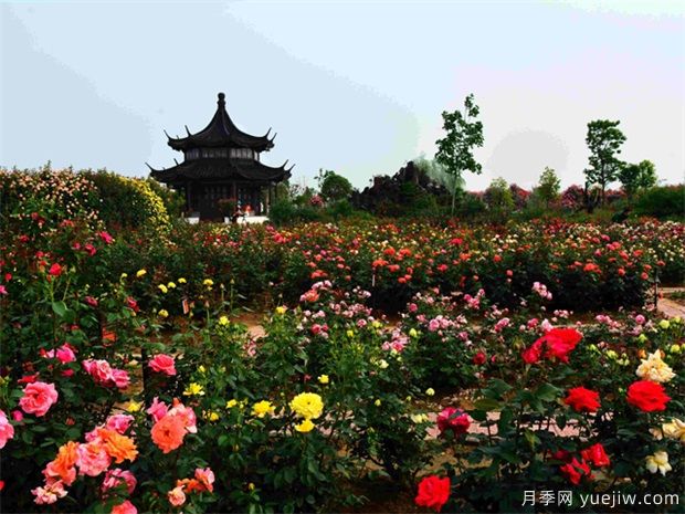南陽月季花開全球，南陽月季基地擬建特色小鎮(zhèn)(圖2)