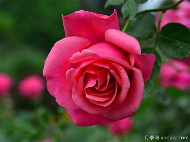 南陽月季花開全球，南陽月季基地擬建特色小鎮(zhèn)(圖3)