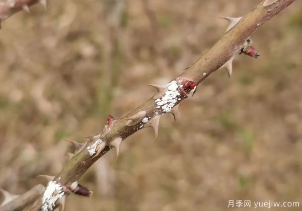 樹狀月季的桑盾蚧蟲害有哪些傷害害，該如何防治？(圖3)