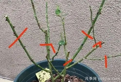 二月份月季花管理很重要，查漏補缺進(jìn)入爆長期(圖1)