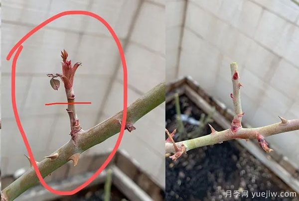二月份月季花管理很重要，查漏補缺進(jìn)入爆長期(圖2)