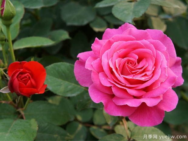 月季盆花要枝葉茂盛，合理施肥很重要(圖1)