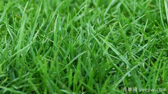 ***全常用草坪品種、優(yōu)點(diǎn)缺點(diǎn)和施工要點(diǎn)(圖2)