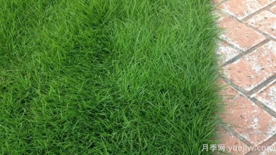 ***全常用草坪品種、優(yōu)點(diǎn)缺點(diǎn)和施工要點(diǎn)(圖4)