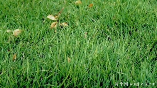 ***全常用草坪品種、優(yōu)點(diǎn)缺點(diǎn)和施工要點(diǎn)(圖5)