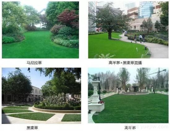 ***全常用草坪品種、優(yōu)點(diǎn)缺點(diǎn)和施工要點(diǎn)(圖9)