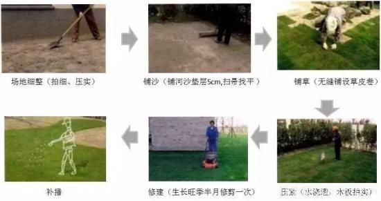 ***全常用草坪品種、優(yōu)點(diǎn)缺點(diǎn)和施工要點(diǎn)(圖12)