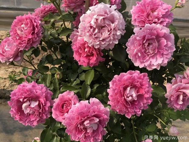 夢幻褶邊月季，花型獨(dú)特美麗，多季重復(fù)開花，陽臺(tái)精品盆花(圖2)