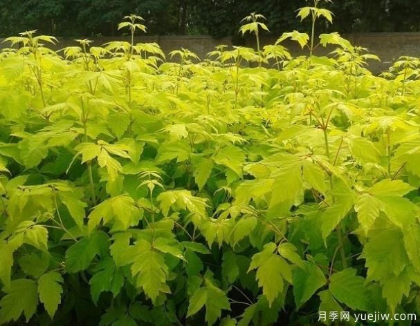 非常耐寒的彩葉植物有哪些？(圖1)
