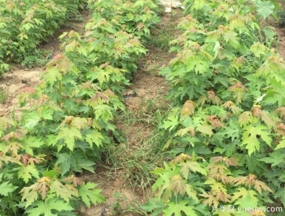 適合東北和西北地區(qū)種植的彩葉苗木有哪些？(圖1)