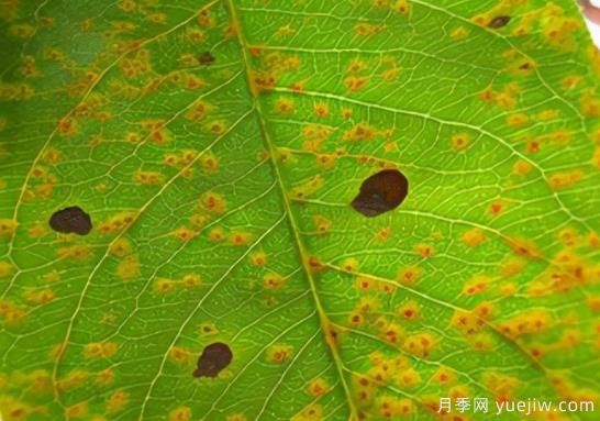 如何分清常見(jiàn)綠化植物病害的癥狀？(圖1)