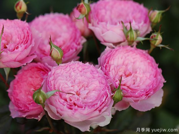 溶溶月月季的優(yōu)缺點(diǎn)是什么？(圖1)