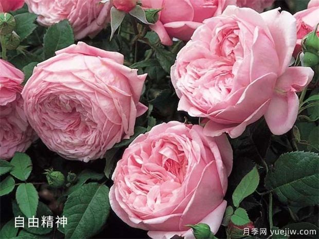 2024年熱門20個經(jīng)典藤本月季品種，做月季花墻你喜歡(圖8)