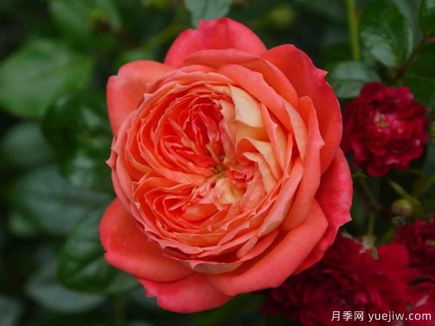 紅桃皇后月季/紅桃女王/紅心皇后(圖1)