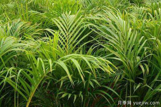 鳳尾竹發(fā)黃發(fā)枯的原因有哪些？(圖1)