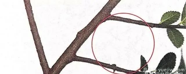 養(yǎng)好月季盆景的5種枝條修剪方法，輕松做盆景(圖2)