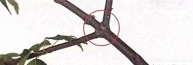 養(yǎng)好月季盆景的5種枝條修剪方法，輕松做盆景(圖5)