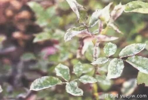 花木白粉病的防治方法及技術要點(圖1)