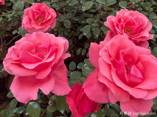 月季養(yǎng)殖知識(shí)：養(yǎng)花環(huán)境，盆土配置，推薦品種，養(yǎng)護(hù)打理(圖2)