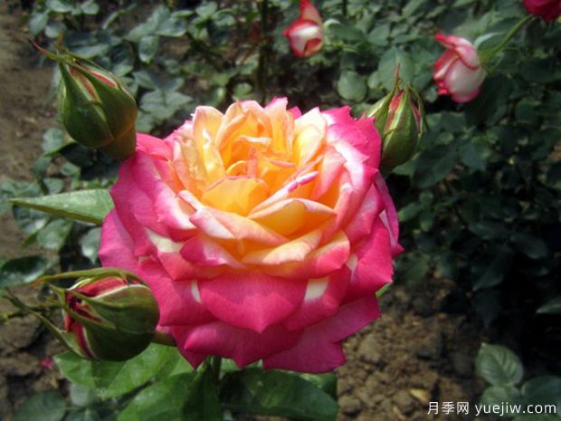 花魂月季，美得奪目，只一眼便怦然心動(dòng)(圖2)