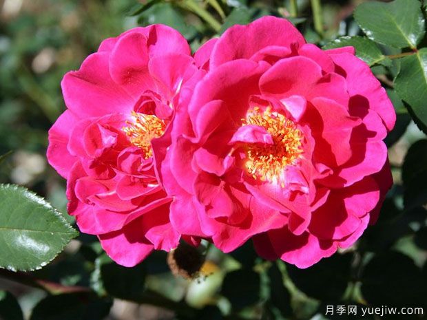 火鳥(niǎo)月季(澳大利亞)(圖1)
