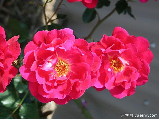 火鳥(niǎo)月季(澳大利亞)(圖2)