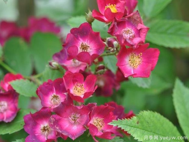 少見的30款巨型爬藤月季，高達5米適合做花墻拱門(圖1)