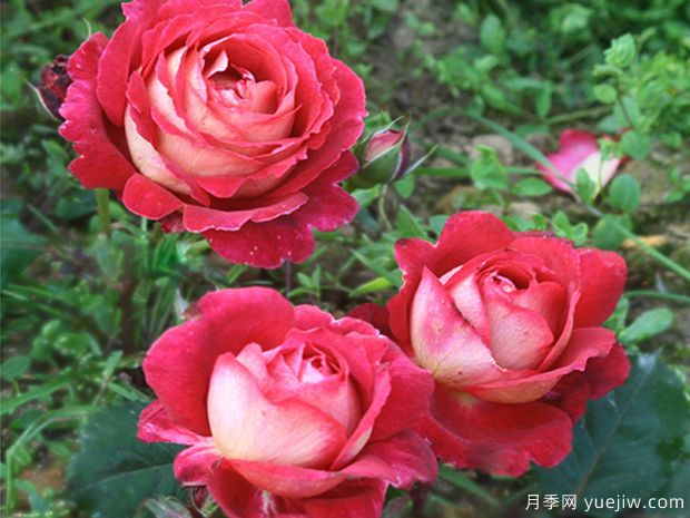 馬薩德醫(yī)生月季(圖2)
