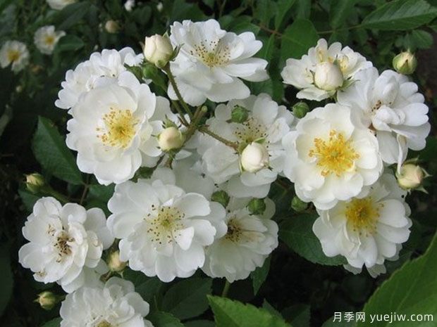愛的花環(huán)月季(圖1)