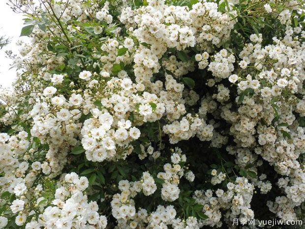 愛的花環(huán)月季(圖3)