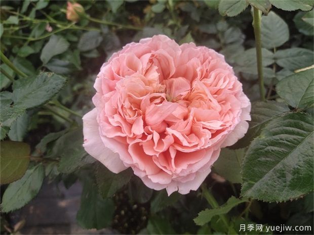 推薦10款網(wǎng)紅月季，漂亮又好養(yǎng)的歐月(圖6)