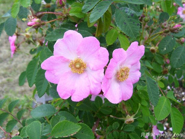 芬妮雅月季(圖2)