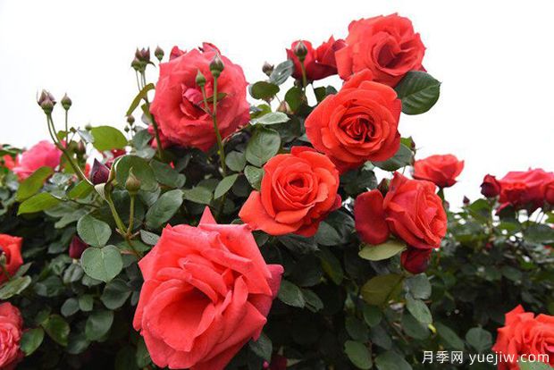 曲靖高桿月季溫暖綻放，打造麒麟城靚麗景觀(圖4)