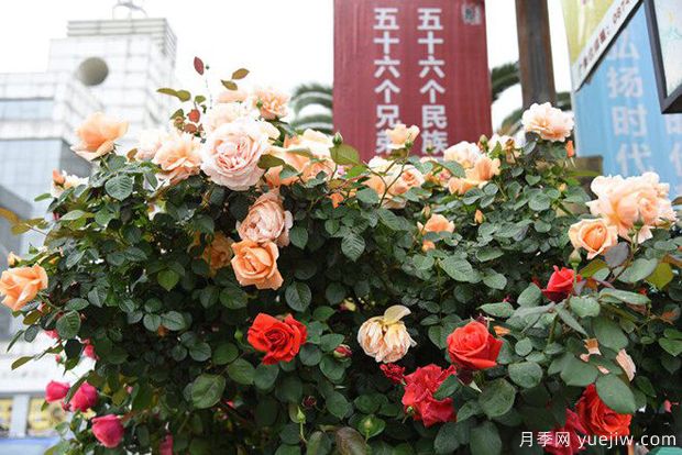 曲靖高桿月季溫暖綻放，打造麒麟城靚麗景觀(圖3)