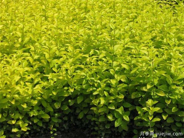 園林植物相生相克表，不要種在一起(圖1)