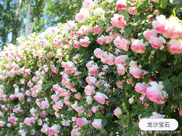 新手養(yǎng)殖月季花，5個基本點要熟知才能養(yǎng)好(圖1)