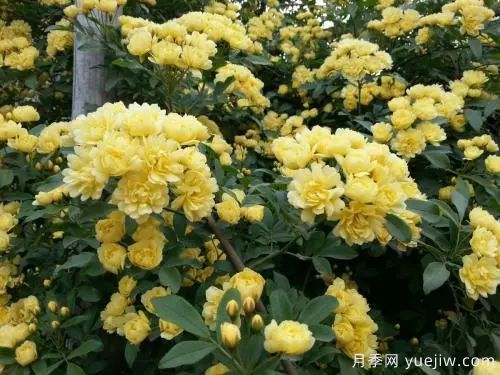 黃木香開(kāi)花好看又好聞，快速花墻(圖2)
