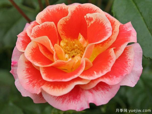 點彩畫月季/噴槍月季(圖1)