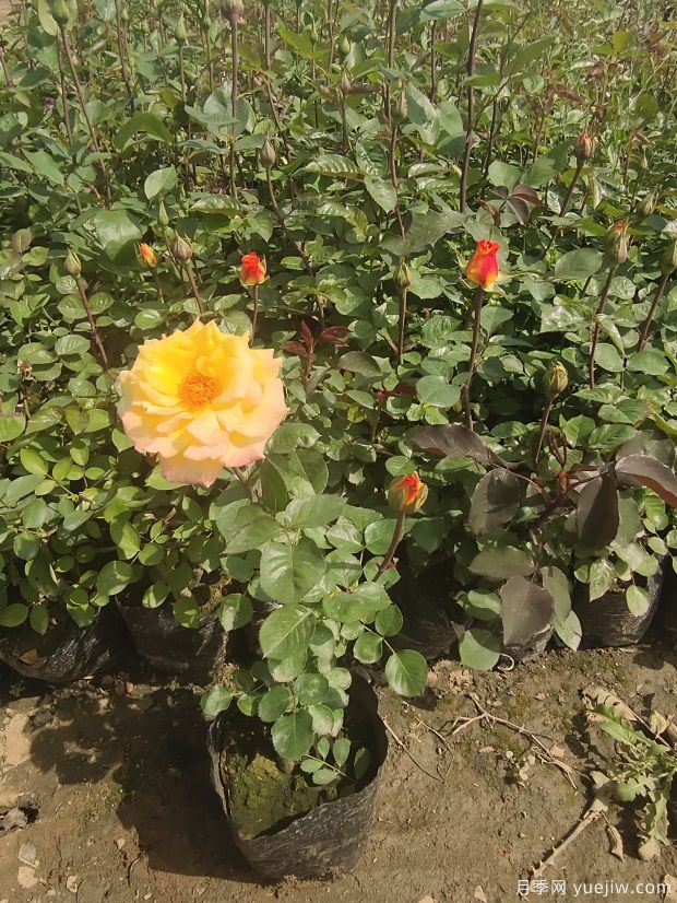 4月份***新大花豐花月季杯苗批發(fā)價格(圖1)