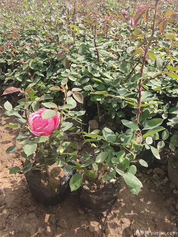 4月份***新大花豐花月季杯苗批發(fā)價格(圖4)