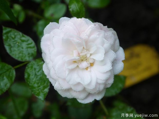 阿麗娜月季(圖1)
