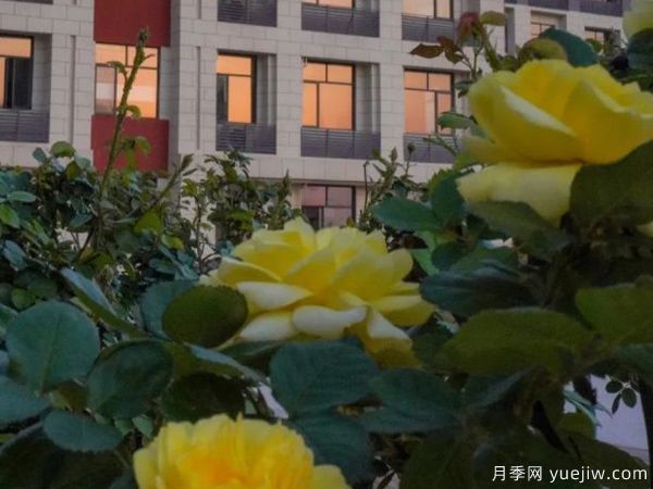 黃岡科技職業(yè)學(xué)院，然有月季，亭亭玉立(圖2)