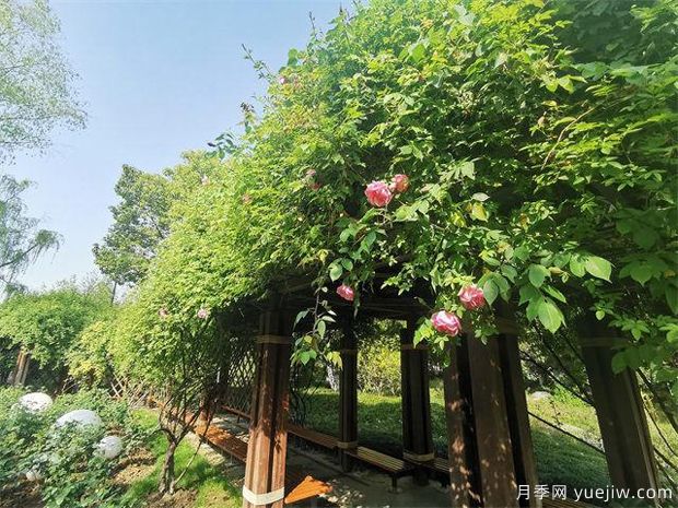 常州紫荊公園古老月季漸次開放，展示市花的獨特文化魅力(圖1)