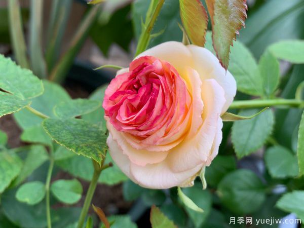月季總是不開花，幾個(gè)養(yǎng)護(hù)要素做到位，開花不斷(圖1)