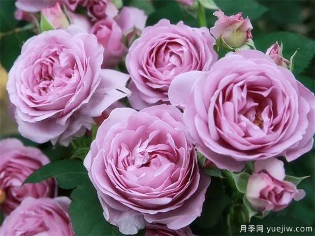 可能是***好用的玫瑰養(yǎng)護知識(圖2)