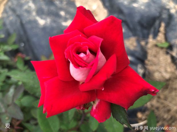 可能是***好用的玫瑰養(yǎng)護知識(圖3)